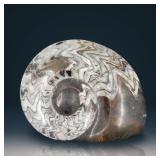Ammonite Polished Fossil Specimen 9.25"