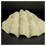 Giant Clam Shell Half Specimen 32-1/2" Length