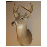 WHITETAIL BUCK DEER TAXIDERMY