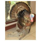 UNIQUE PRIZE WINNING TAXIDERMY TURKEY THAT WEIGHED 26 POUNDS.