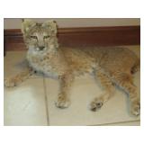 AWESOME LOOKING LYNX TAXIDERMY