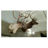 BIG BANG ESTATE SALE Antiques, Amazing Taxidermy, Guns & More!