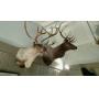 BIG BANG ESTATE SALE Antiques, Amazing Taxidermy, Guns & More!
