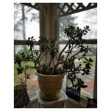 LARGE JADE PLANT
