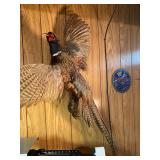 Taxidermy mount of a ring-necked Pheasant
