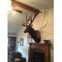 Elk Head, Vintage Decor, and More! 