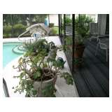 BEAUTIFUL HEALTHY PLANTS