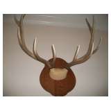 LG. ELK ANTLERS