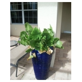 QUALITY PLANTERS