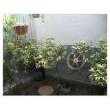 OUTDOOR FURNITURE & PLANTS