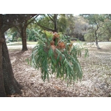 LARGE STAGHORN FERN