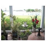 LOTS OF PLANTS