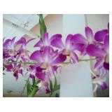 HEALTHY LUSH PLANTS