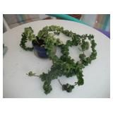 YES, THIS IS A REAL PLANT