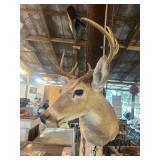 Deer Shoulder Mount
