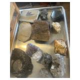 Fossils and Stones