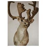 GORGEOUS ANIMAL MOUNTS