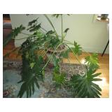 large house plant