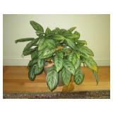another house plant