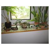more house plants
