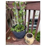 Flowers Pots