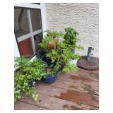 Herb Plants