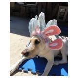 Wonderfull Winter Springs Estate Ceces Closet