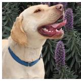 Conway Elegance 3 Days Ceces Closet