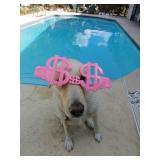 Packed Longwood Lake Mary Estate Sale from Ceces Closet LLC