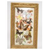 1095	REAL BUTTERFLY COLLAGE W/ PAINTED BACKGROUND IN AN ORANTE GOLD FRAME W/ CONEX GLASS SIGNED IN P