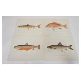1182	FOUR DENTON FISH PRINTS, THE RED SNAPPER PRINT HAS A TEAR ON THE TOP RIGHT BORDER. 12 IN X 9 1/