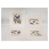 1237	4 UNFRAMED, MATTED BIRD PRINTS, LARGEST IS 14 1/8 IN X 15 7/8 IN INCLUDING MAT