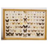 1236	FRAMED BUTTERFLY DISPLAY, 39 1/4 IN X 37 3/4 IN INCLUDING FRAME