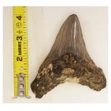 1212	MEGALODON TOOTH, APPROXIMATELY 4 IN