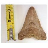 1213	MEGALODON TOOTH, APPROXIMATELY 3 1/2 IN