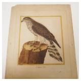 1025	ANTIQUE COLORED ENGRAVING OF A FALCON, MARTINET, APPROXIMATELY 10 1/2 IN X 13 1/2 IN
