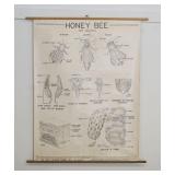 1316	HONEYBEE WALL CHART, NEW YORK SCIENTIFIC SUPPLY 1930, APPROXIMATELY 41 IN X 50 IN