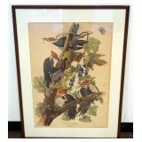 1161	AUDUBON PRINT *PILEATEL WOODPECKER* APPROXIMATELY 28 IN X 38 IN OVERALL