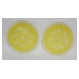 1033	PAIR OF ANTIQUE AUTOMOTIVE GLASS LENSES *QUEENS LENS* FLEMINGTON NJ, EACH APPROXIMATELY 8 3/4 I