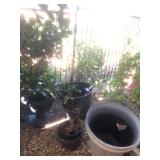 Misc. Large Outdoor Plants