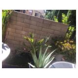 More Large Outdoor Plants