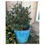 Large plant and ceramic pot