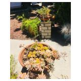 Misc. Outdoor Plants