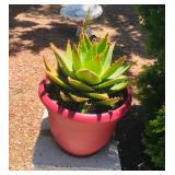 Misc. Outdoor Plants