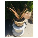 Misc. Outdoor Plants