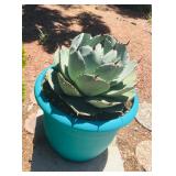 Misc. Outdoor Plants