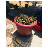 Misc. Outdoor Plants