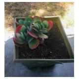 Misc. Outdoor Plants