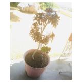 Misc. Outdoor Plants