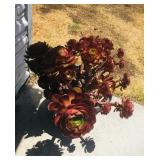 Misc. Outdoor Plants